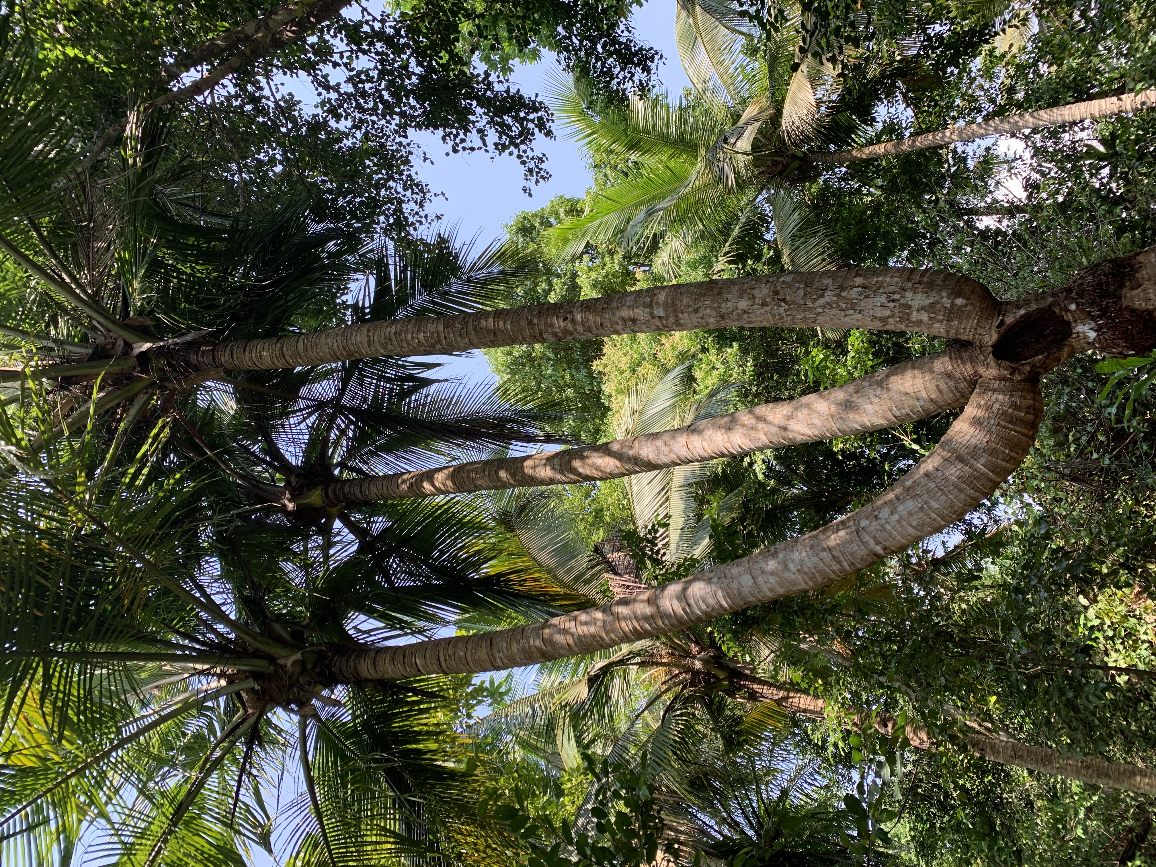 Bini San Pedro (Plêlê) 7